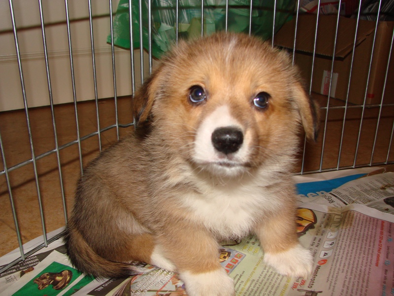 Puppies
